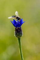 Schwebfliege auf Kornblume