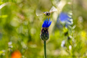 Schwebfliege &uuml;ber Kornblume