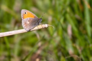 Kleines Wiesenv&ouml;gelchen