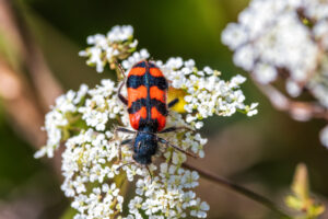 Zottiger Bienenk&auml;fer