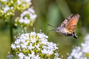 Taubenschw&auml;nzchen
