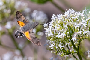 Taubenschw&auml;nzchen