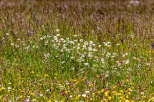 Wildblumenwiese