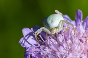 Ver&auml;nderliche Krabbenspinne