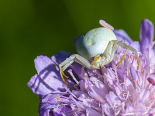 Ver&auml;nderliche Krabbenspinne