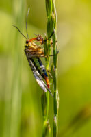 Weibliche Skorpionsfliege mit Beute