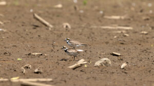 Flussregenpfeifer kurz vor der Paarung
