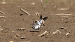 Flussregenpfeifer bei der Paarung