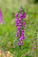 Der Fr&uuml;hsommer ist die Zeit des Fingerhutes