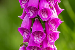 Der Fr&uuml;hsommer ist die Zeit des Fingerhutes