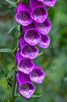 Der Fr&uuml;hsommer ist die Zeit des Fingerhutes.