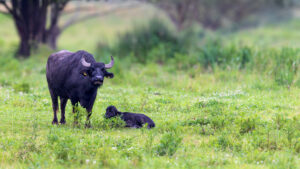 Karpatenb&uuml;ffelkuh mit K&auml;lbchen