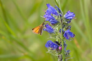 Schwarzkolbiger Braun-Dickkopffalter an Gew&ouml;hnlichem Natternkopf