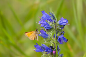 Schwarzkolbiger Braun-Dickkopffalter an Gew&ouml;hnlichem Natternkopf