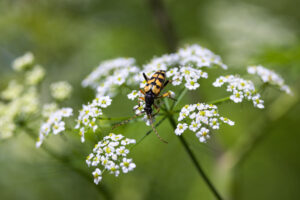 Gefleckter Schmalbock