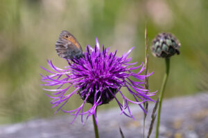 Kleines Wiesenv&ouml;gelchen