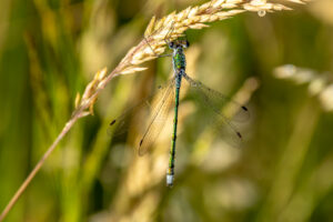 Gemeine Binsenjungfer - m&auml;nnlich