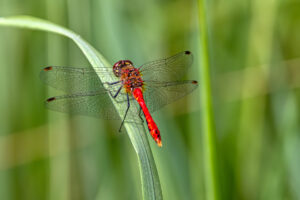 Blutrote Heidelibelle - m&auml;nnlich