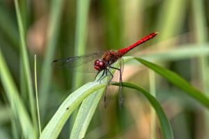 Blutrote Heidelibelle - m&auml;nnlich