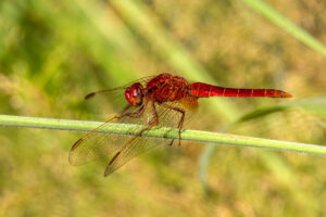 Feuerlibelle - m&auml;nnlich