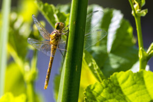 Gro&szlig;e Heidelibelle