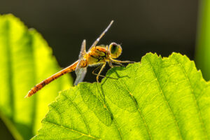 Gro&szlig;e Heidelibelle