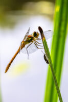 Gro&szlig;e Heidelibelle