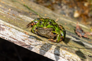 Wasserfrosch - nicht n&auml;her bestimmt