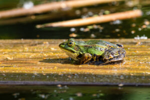 Wasserfrosch - nicht n&auml;her bestimmt
