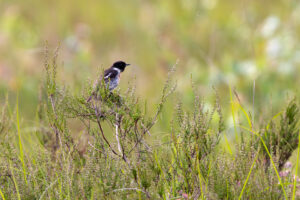 Schwarzkehlchen - m&auml;nnlich
