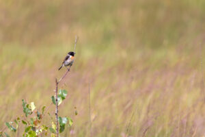 Schwarzkehlchen - m&auml;nnlich