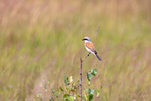 Neunt&ouml;ter - m&auml;nnlich