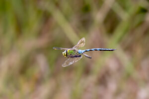 Gro&szlig;e K&ouml;nigslibelle - weiblich