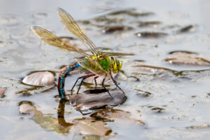 Gro&szlig;e K&ouml;nigslibelle - weiblich
