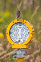 Schwarzkehlchen - m&auml;nnlicher Jungvogel