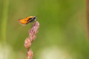 Dickkopffalter - nicht n&auml;her bestimmt