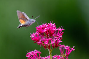 Taubenschw&auml;nzchen