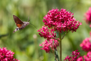Taubenschw&auml;nzchen