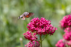 Taubenschw&auml;nzchen