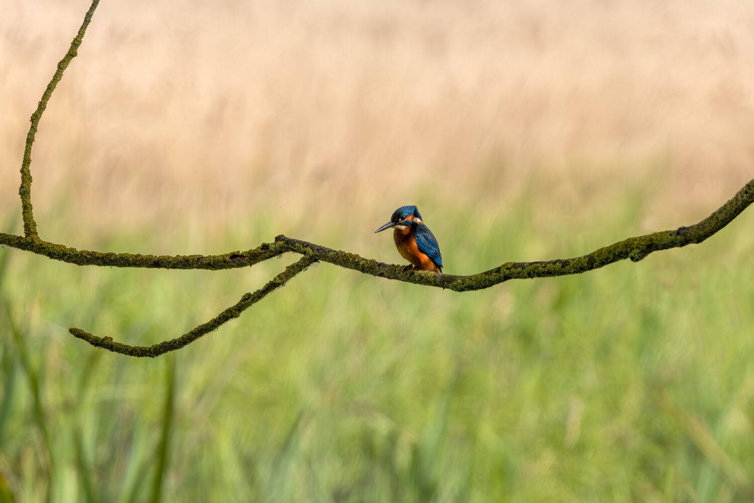 Eisvogel - m&auml;nnlich