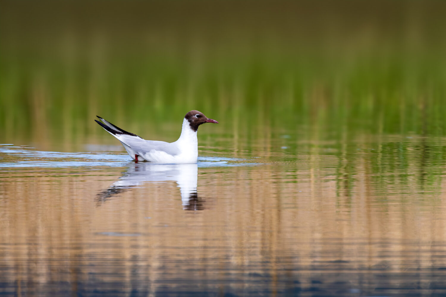 Lachm&ouml;we (Sommerkleid)