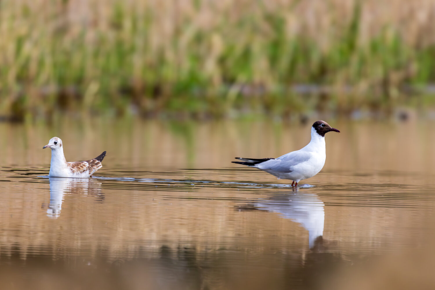 Lachm&ouml;we (links Jungtier, rechts Alttier)