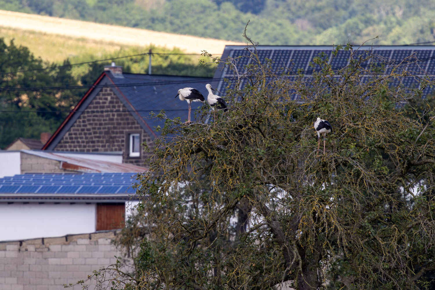 3 junge Wei&szlig;st&ouml;rche, die noch nicht so lange den Horst verlassen haben