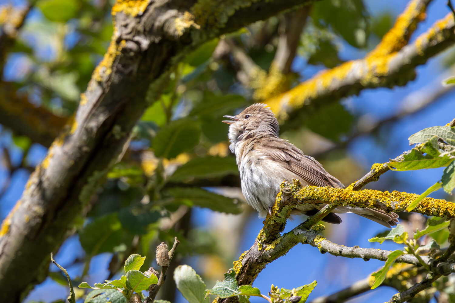Gartengrasm&uuml;cke