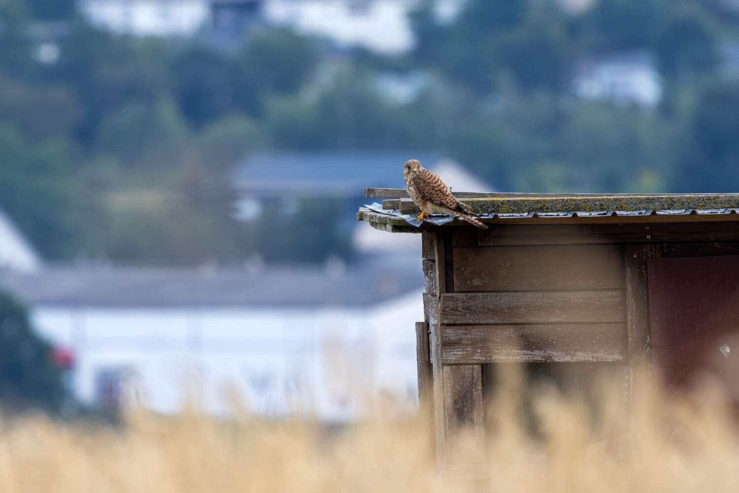 Turmfalke - weiblich