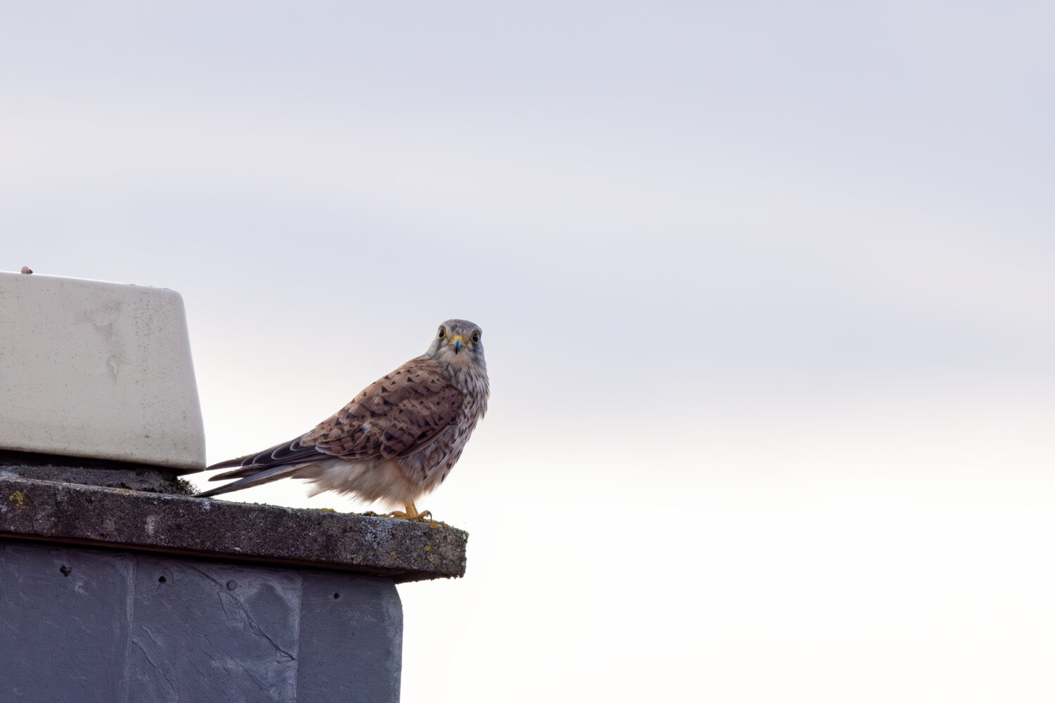 Turmfalke - m&auml;nnlich