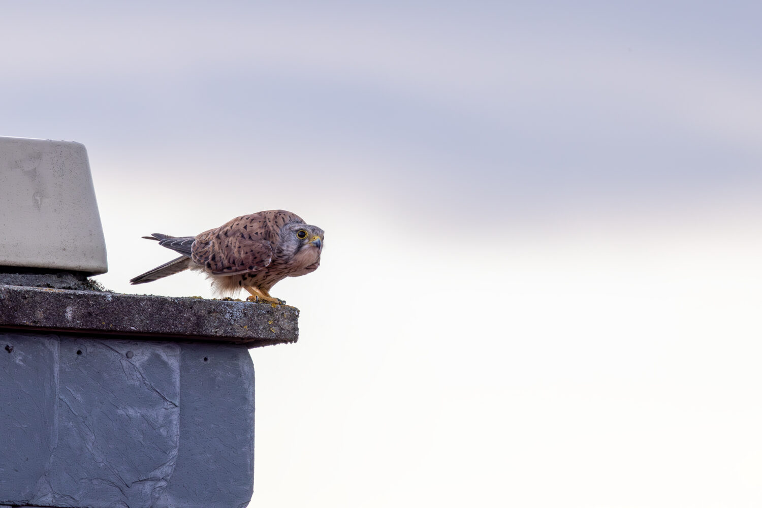 Turmfalke - m&auml;nnlich