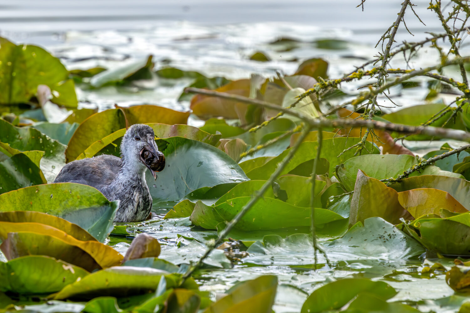 Ein junges Bl&auml;sshuhn hat eine dicke Schnecke ergattert