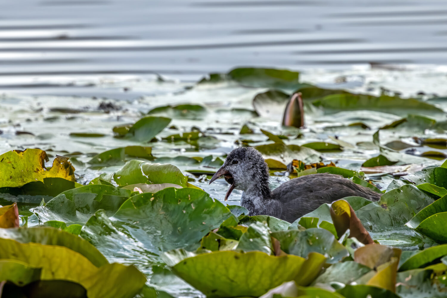 Ein junges Bl&auml;sshuhn hat eine dicke Schnecke ergattert und k&auml;mpft ganz sch&ouml;n, um den dicken Brocken hinunter zu schlingen