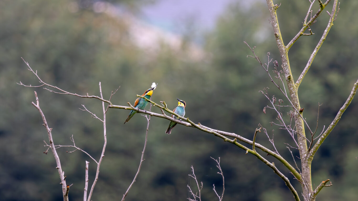 Bienenfresser in der Eifel